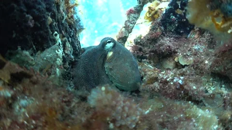 Gloomy Octopus Stock Footage 139699220