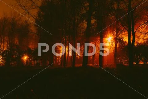 Gloomy park in the fog at night Stock Photos