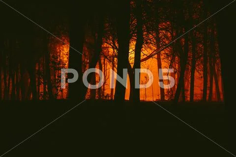 Gloomy park in the fog at night Stock Photos