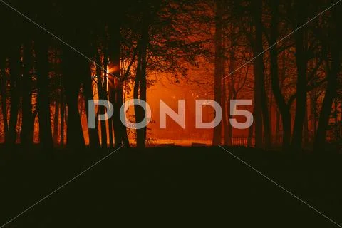Gloomy park in the fog at night Stock Photos