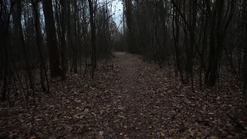 Gloomy path through the autumn forest Видео 307514386