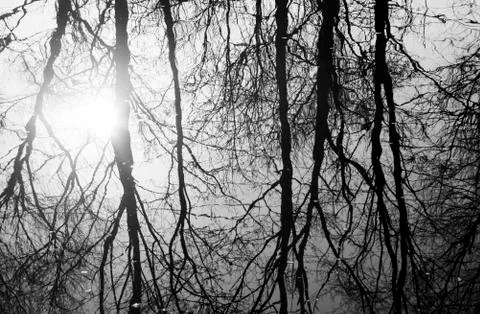 Gloomy picture of reflected leafless trees in water of river Stock Photos