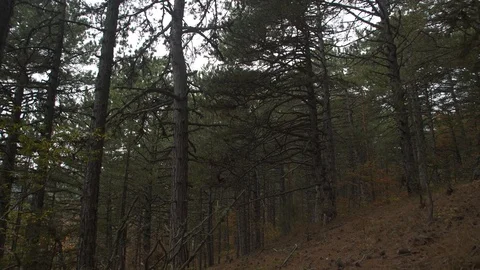 Gloomy pine forest in cloudy weather Stock Footage 105737225