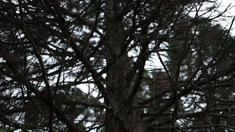 Gloomy pine tree branches against an overcast sky with focus pulling 動画素材 336522290