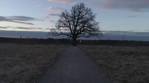 A gloomy shot at a lone tree with massive branches without leaves Stock Footage 75466036