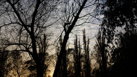 The gloomy silhouettes of tree branches before nightfall. Scary background for Stock Footage 124482275