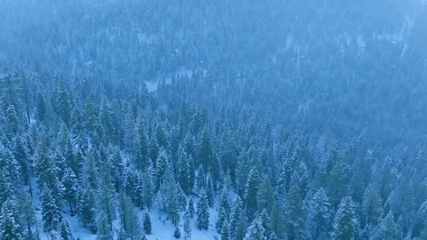 Gloomy snowfall mist dims mountain pine outlines in twilight Stock Footage 321378502