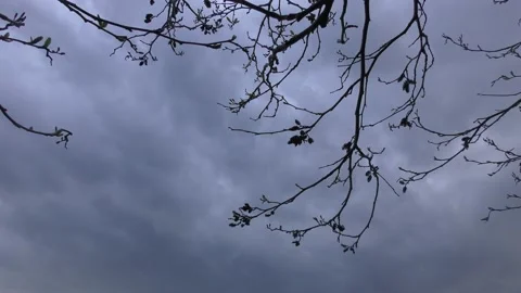 Gloomy spooky winter sky timelpase with silhouette branches Stock Footage 169259587