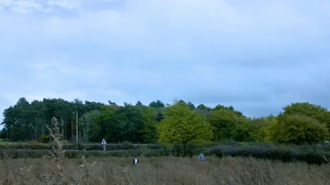 A gloomy static establishing from a pumpkin patch Stock Footage 142259593