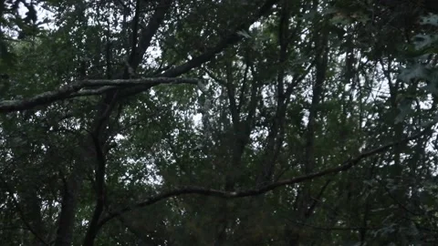 Gloomy Trees 10 Stock Footage 233226397