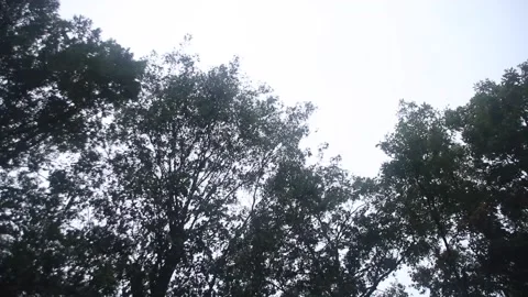 Gloomy Trees 5 Stock Footage 233226092