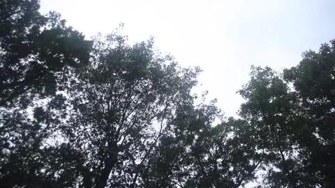 Gloomy Trees 6 Stock Footage 233226056
