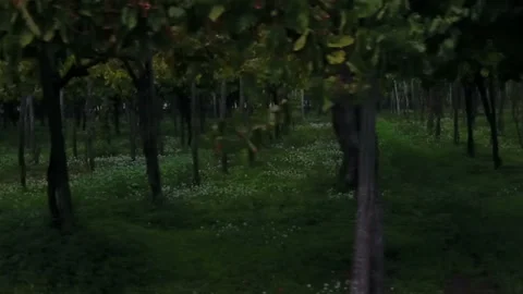 Gloomy trees stand in a row 스톡 동영상 102094926