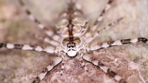 Gloomy variegated spider Stock Footage 71612652