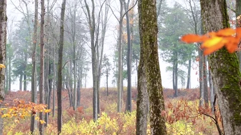 Gloomy wet forest late fall early winter Stock Footage 254586064