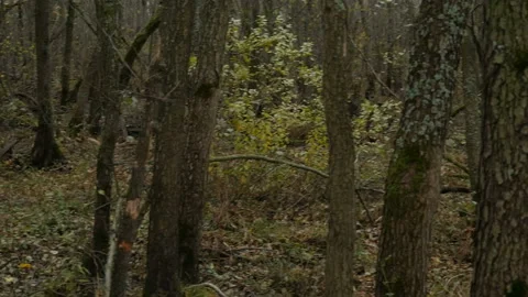 Gloomy windbreak forest Stock Footage 142450764