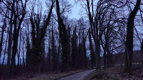 Gloomy winter sky through forest Europe 스톡 동영상 280370224