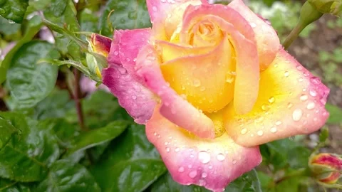 Gloria Dei Video stock 301297649