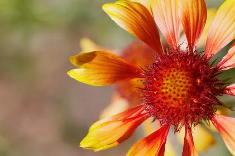 Gloriosa daisy Stock Photos