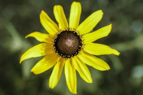 A Gloriosa Daisy 库存照片