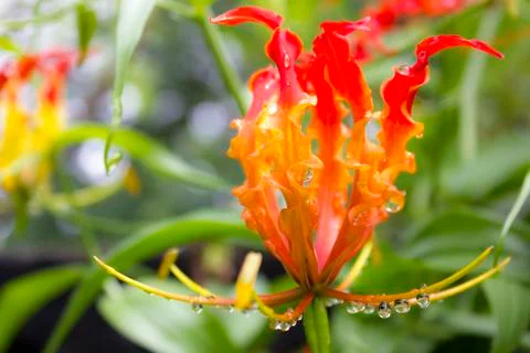Gloriosa (genus) Stock Photos