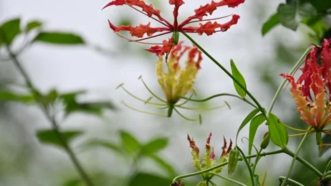 Gloriosa superba flower. Stock Footage 320175879