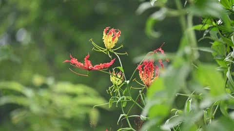 Gloriosa superba flower. Stock Footage 320176087