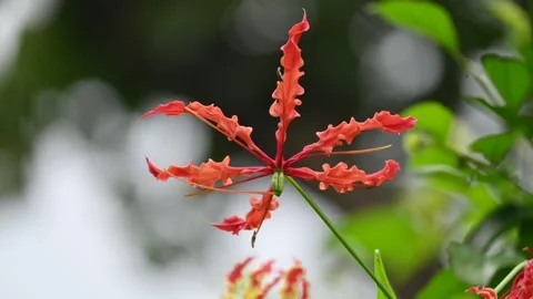 Gloriosa superba flower. Stock Footage 320176122
