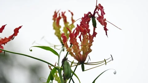 Gloriosa superba flower. Stock Footage 320176177