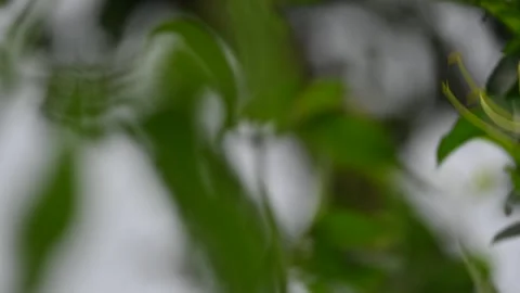 Gloriosa superba flower. Stock Footage 320176186