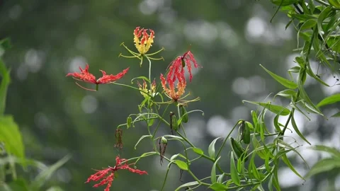 Gloriosa superba flower. Stock Footage 320176244