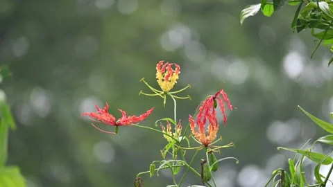 Gloriosa superba flower. Stock Footage 320176285