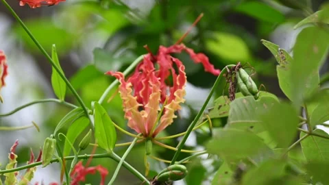 Gloriosa superba flower. Stock Footage 320176290