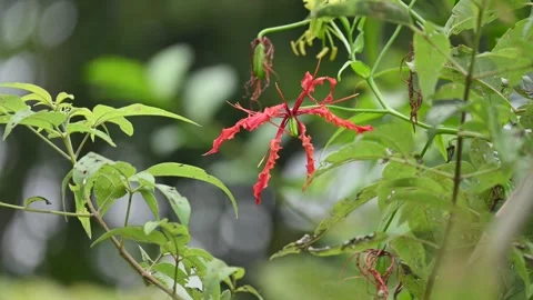 Gloriosa superba flower. Stock Footage 320176301