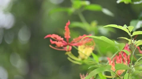 Gloriosa superba flower. Stock Footage 320176307