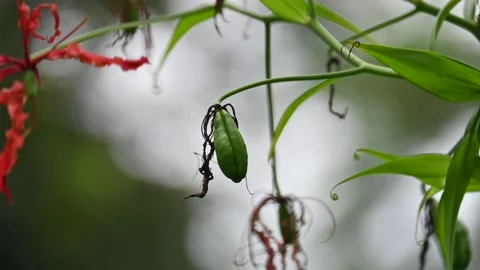 Gloriosa superba fruit. 스톡 동영상 320624588