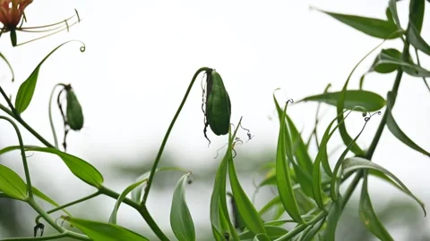 Gloriosa superba fruit. Stock Footage 320624590