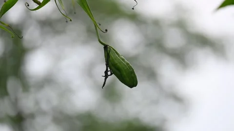 Gloriosa superba fruit. Stock Footage 320624594