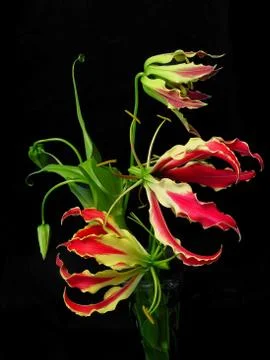 Gloriosa Superba Stock Photos