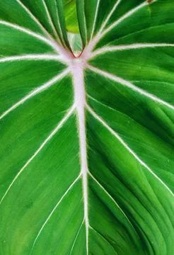 Gloriosum Stock-Fotos