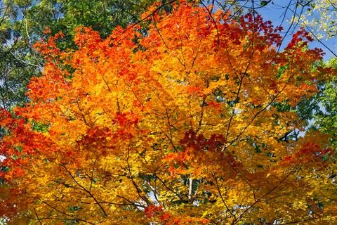 Glorious Autumn Maple Tree Stock Photos