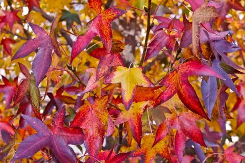 Glorious fall colors Stock-Fotos