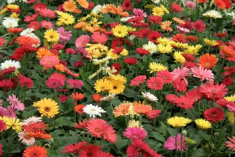 Glorious Flowers Stock Photos