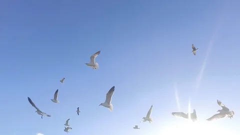 Glorious Gulls Flying Into the Light Stock-Footage 96244537