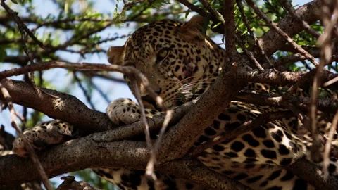 A glorious leopard laying in a tree branches. Stock Footage 153596813