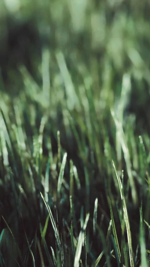 Glorious morning light dances on blades of grass in a serene garden setting Stock Footage 334253033