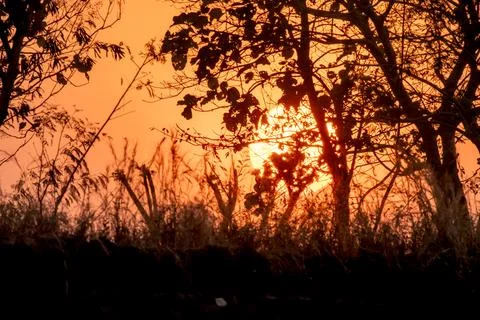 Glorious Sunrise in the forest Stock Photos