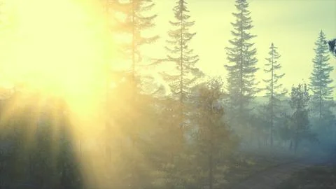 Glorious sunset light illuminating pine branch Stock Illustration