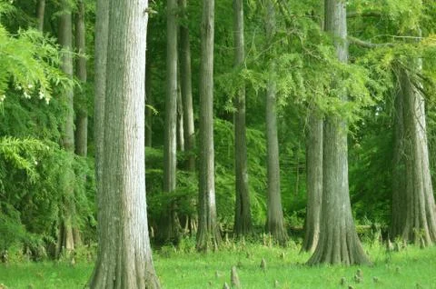 Glorious trees Stock Photos