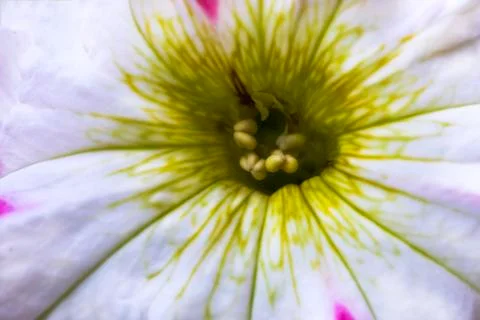 Glory Flower close up 写真素材